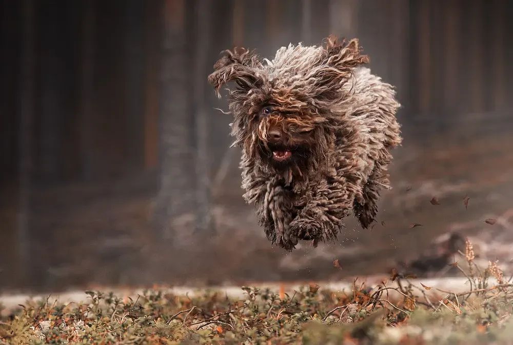 Perro de agua español: foto 4