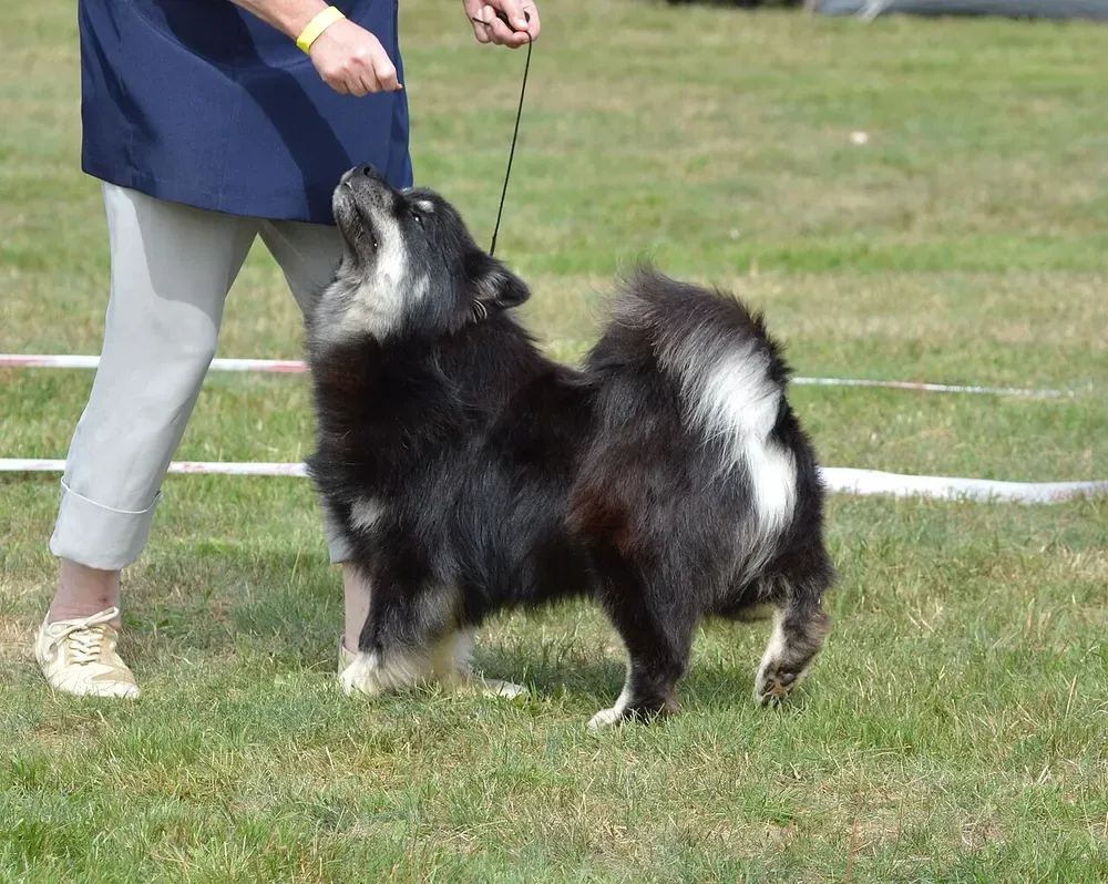 Lapphund finlandés: foto 4