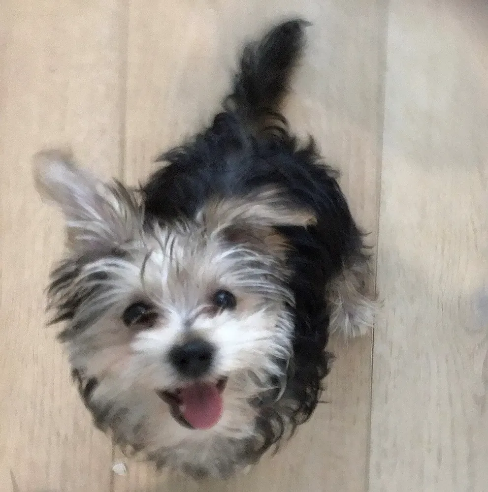 Morkie: foto 4