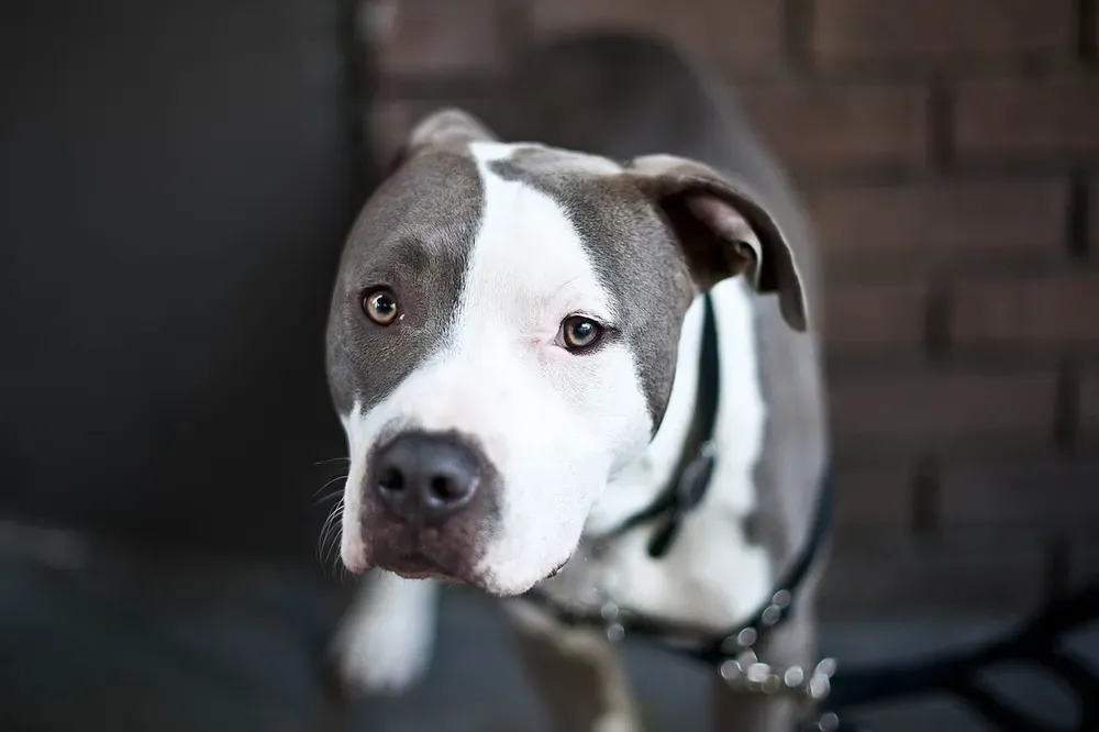 American Pit Bull Terrier: foto 4