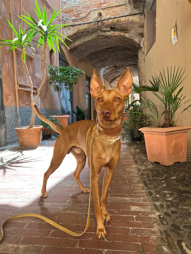 Cirneco del Etna: foto 4