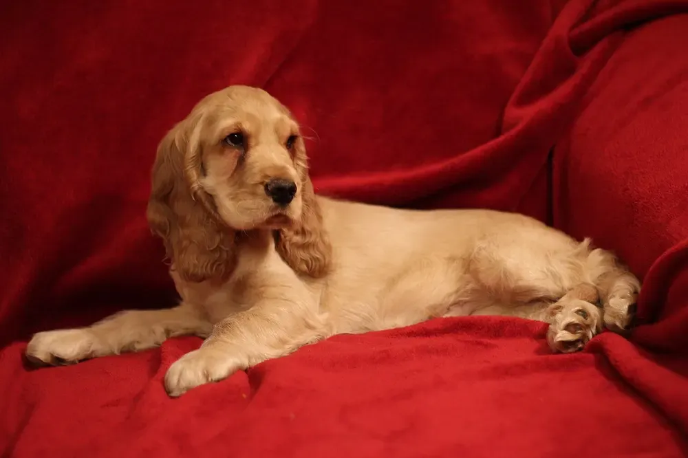 Cocker spaniel inglés: foto 4