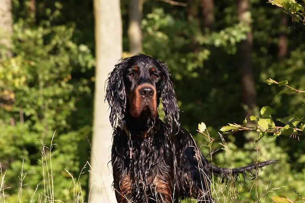 Setter Gordon: foto 4