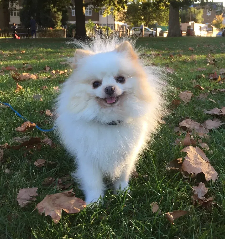 Pomerania (Spitz enano): foto 4
