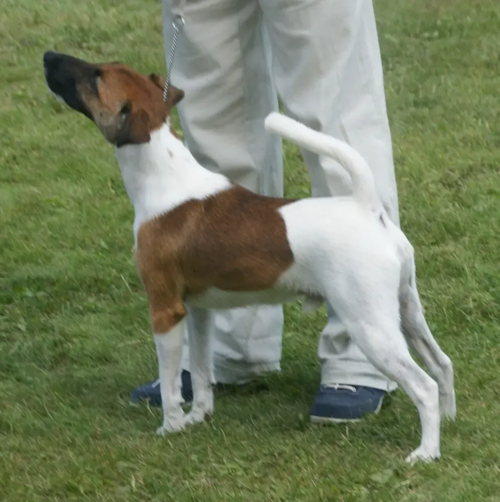 Fox terrier de pelo liso: foto 4