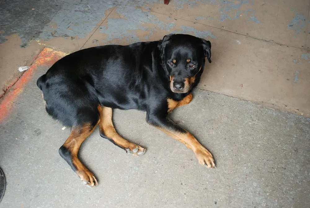 Rottweiler: foto 4