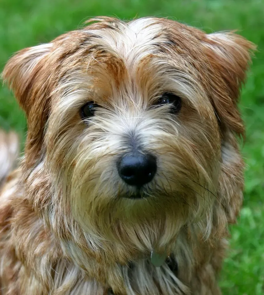 Norfolk terrier: foto 4