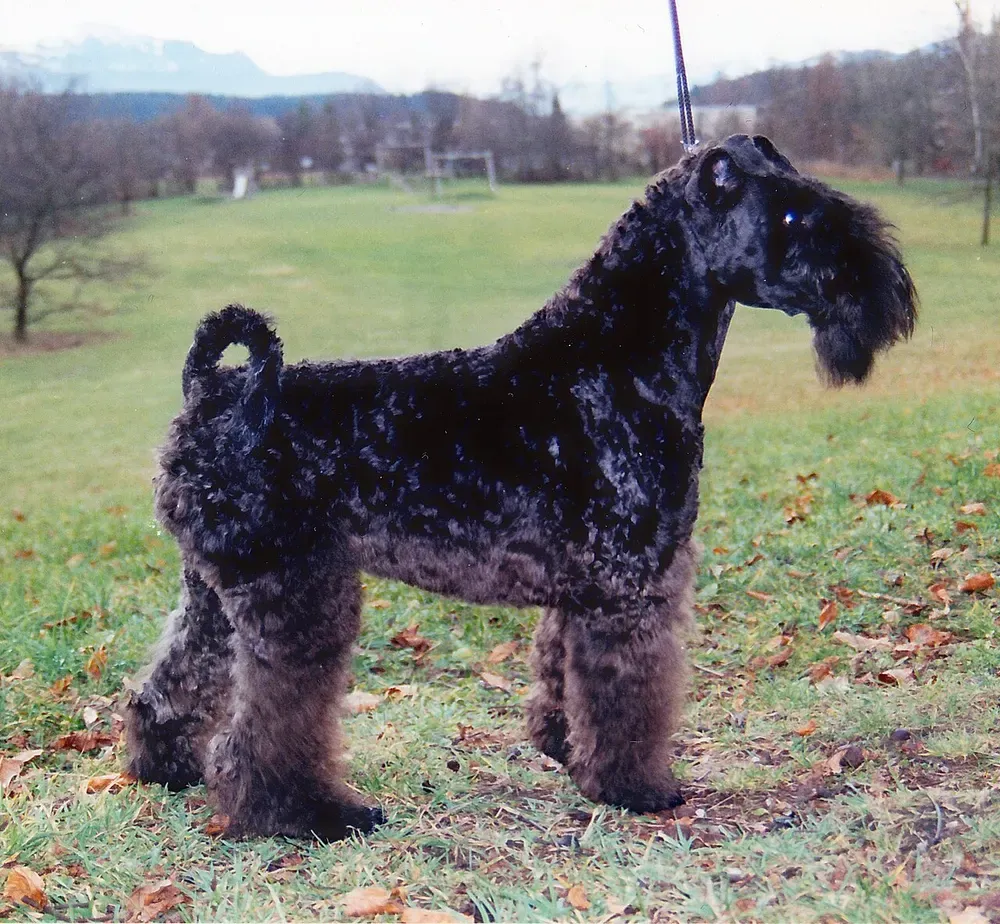 Kerry blue terrier: foto 4
