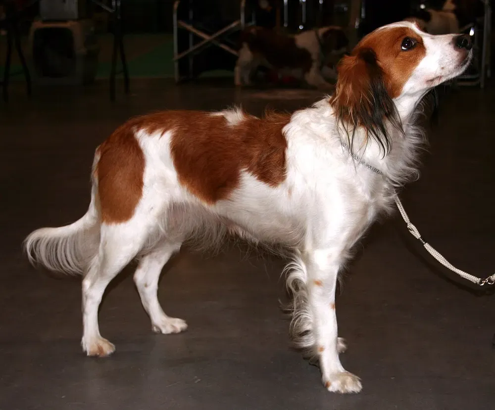 Kooikerhondje: foto 4