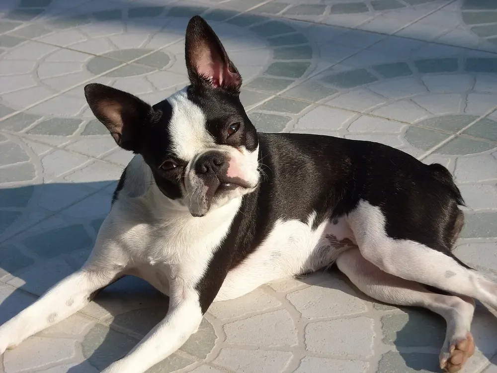 Boston terrier: foto 4
