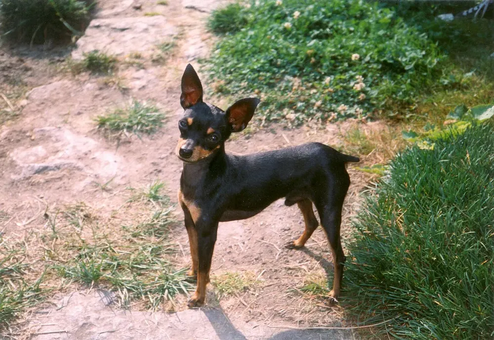 Ratonero de Praga: foto 4