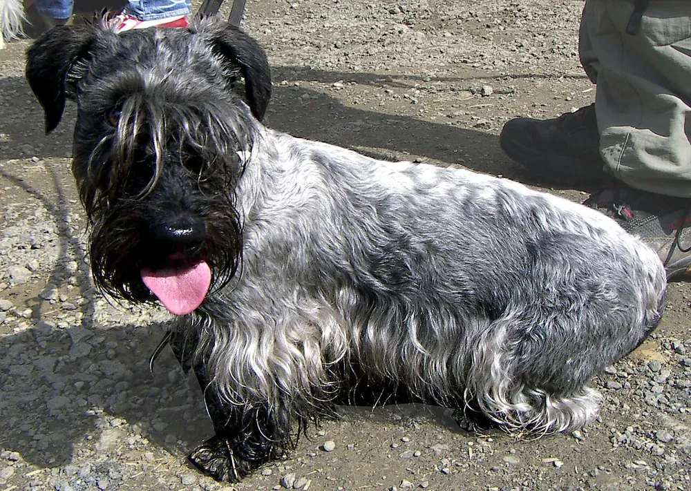 Terrier checo: foto 4