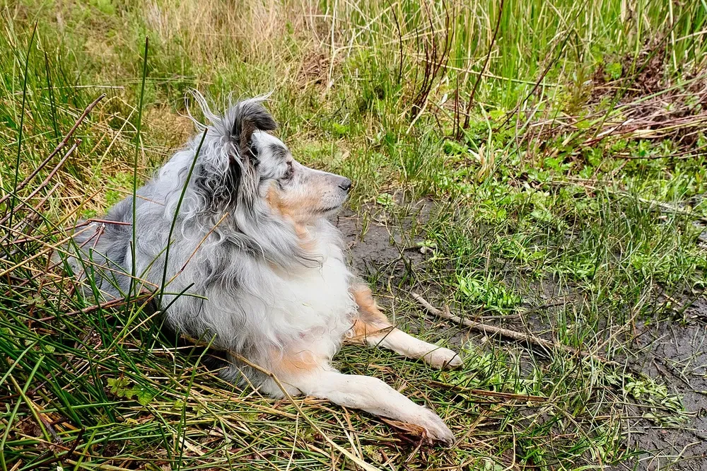 Pastor de Shetland: foto 4