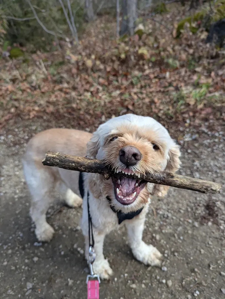 Cockapoo: foto 4