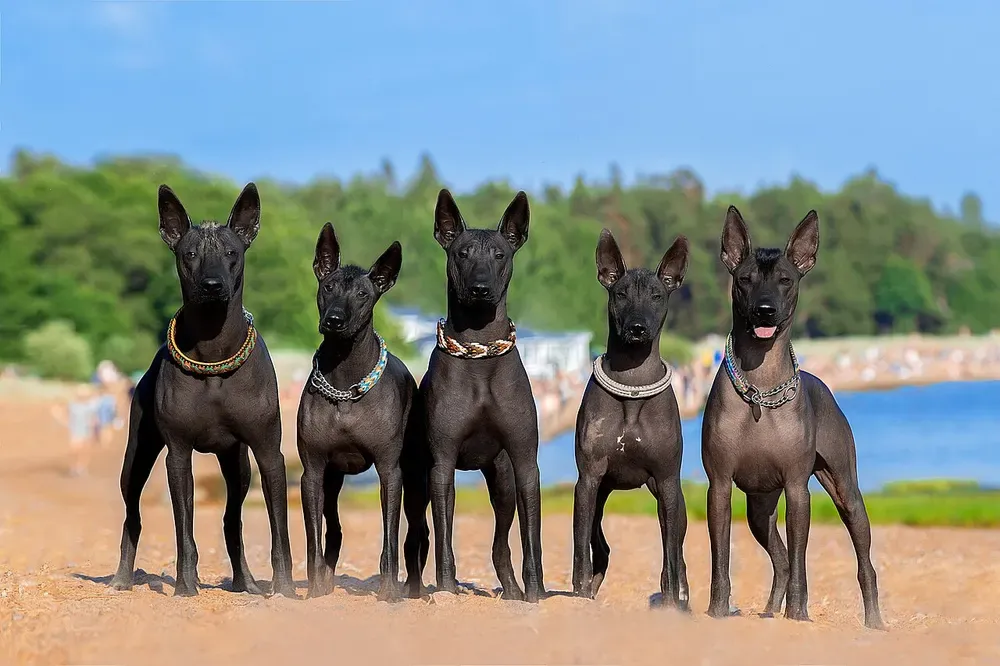 Xoloitzcuintle (perro sin pelo mexicano): foto 4