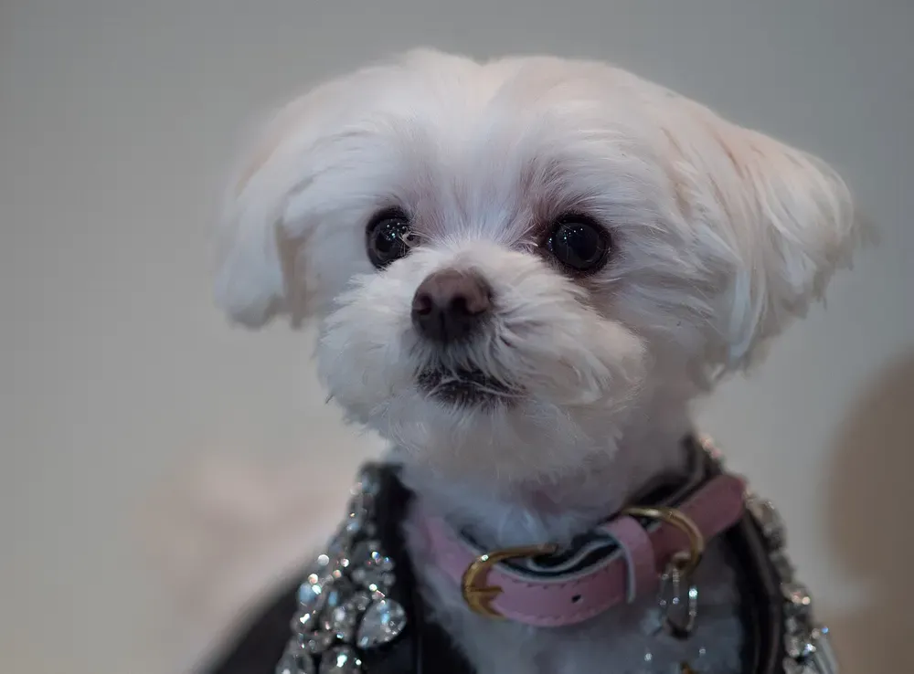 Maltipoo: foto 4
