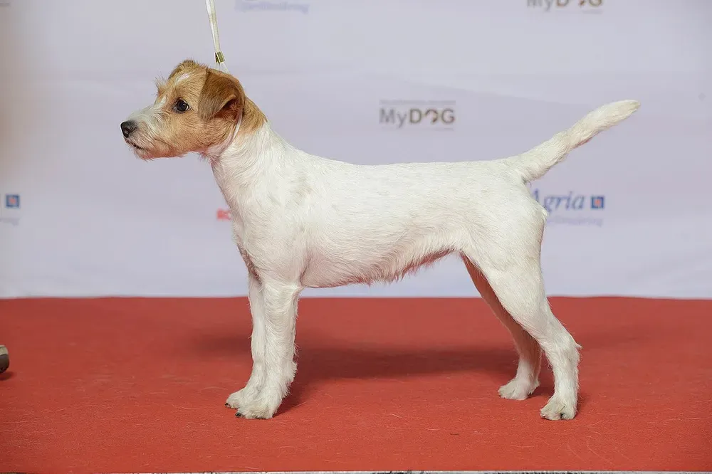 Parson Russell terrier: foto 4