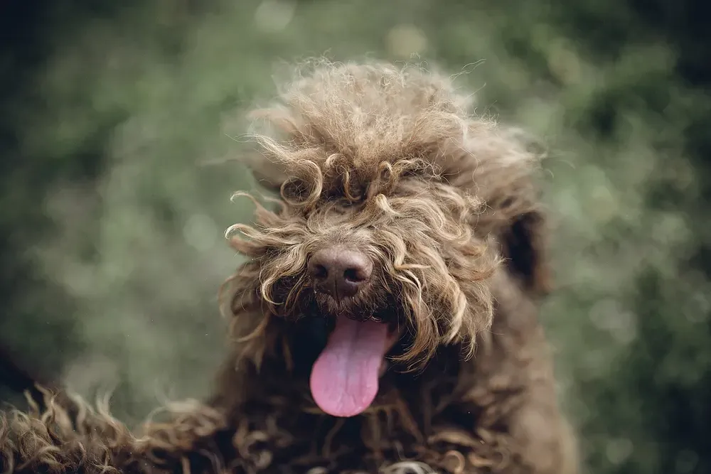Lagotto romagnolo: foto 4