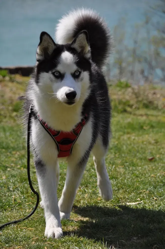 Pomsky: foto 4