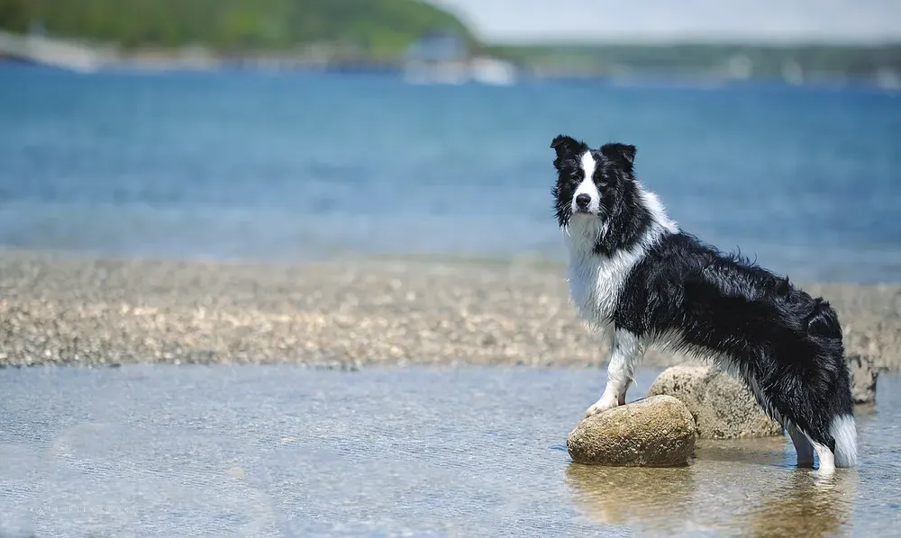Border collie: foto 4