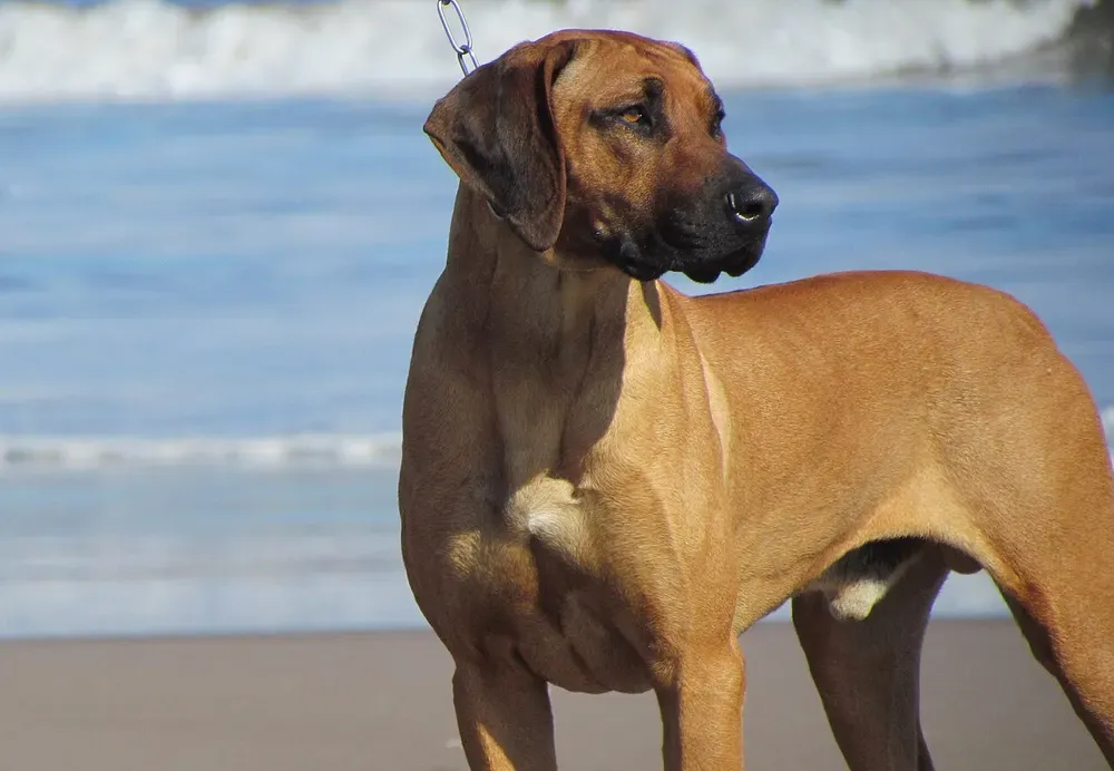 Rhodesian ridgeback: foto 4