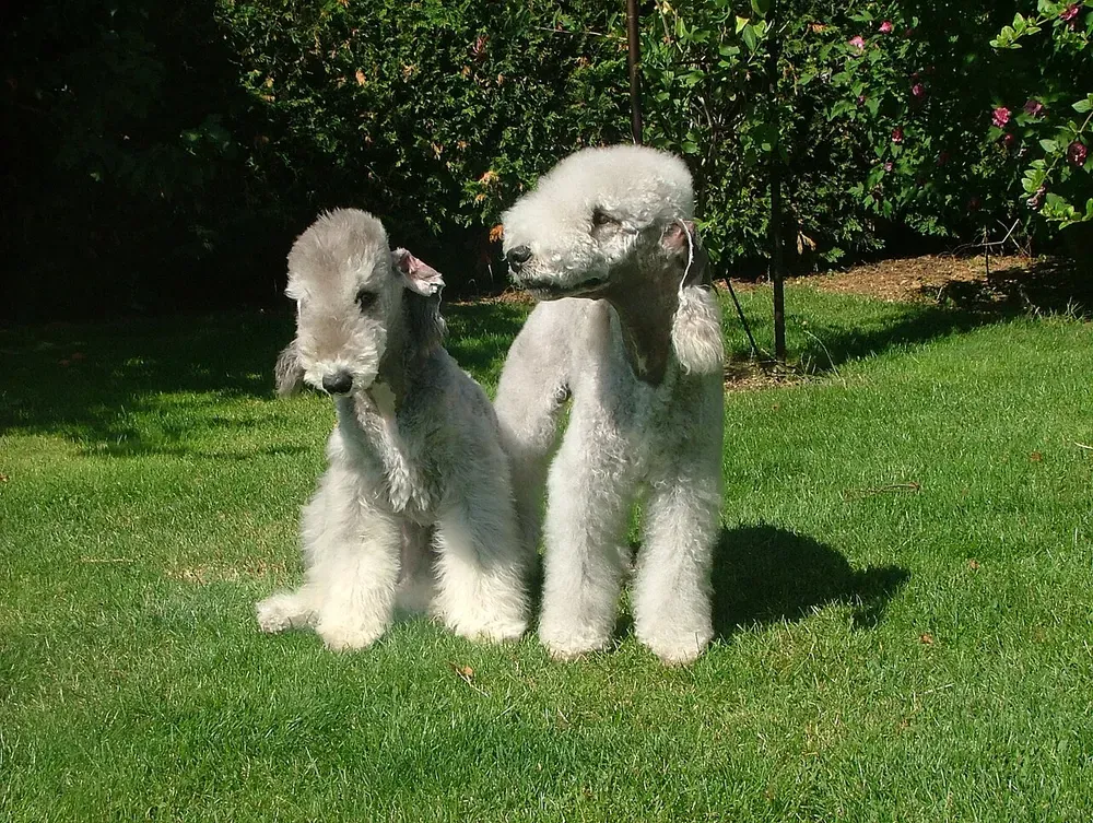 Bedlington terrier: foto 4