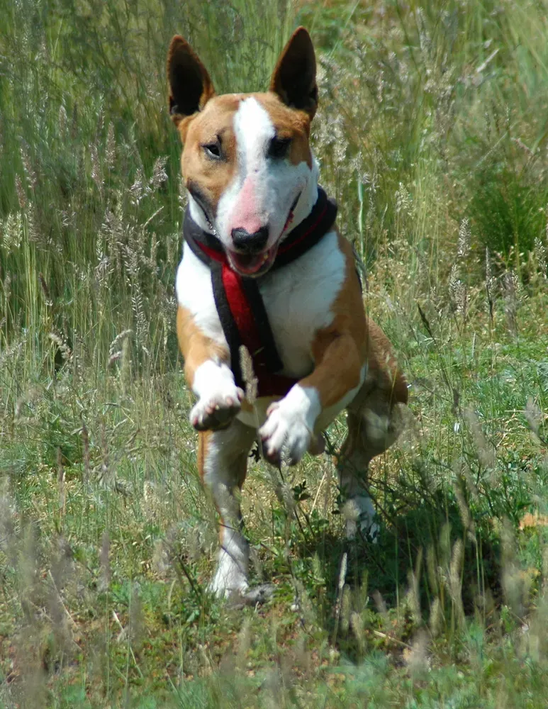 Bull terrier: foto 4
