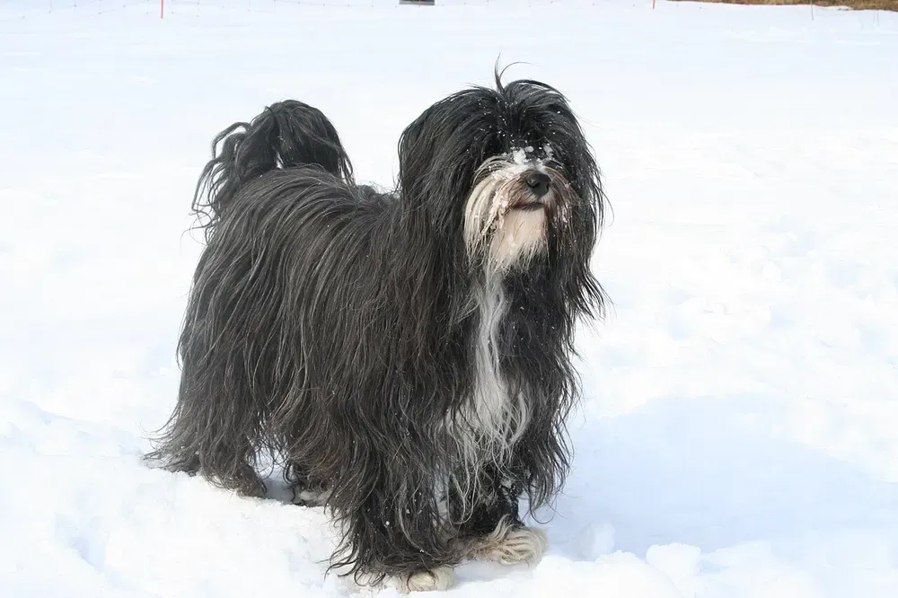 Terrier tibetano: foto 4