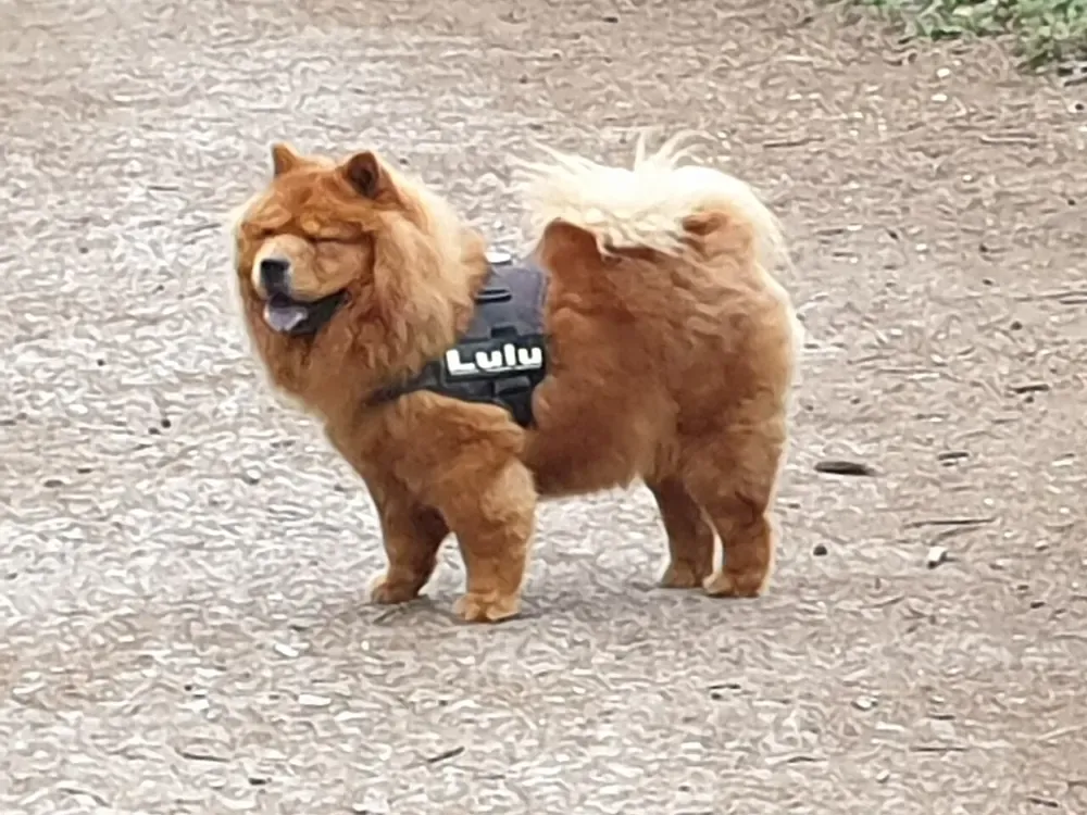 Chow chow: foto 4