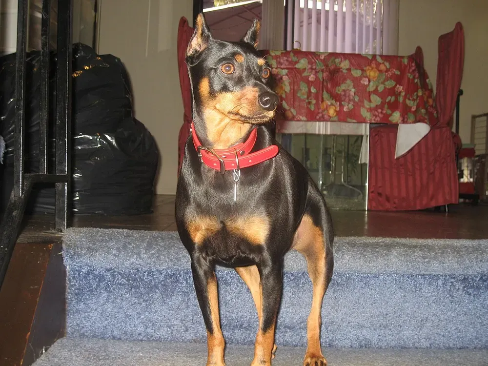 Pinscher miniatura: foto 4