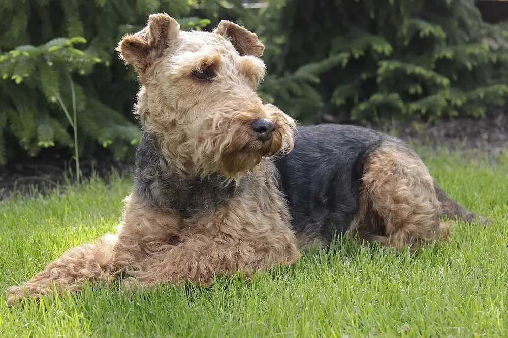 Terrier galés: foto 4