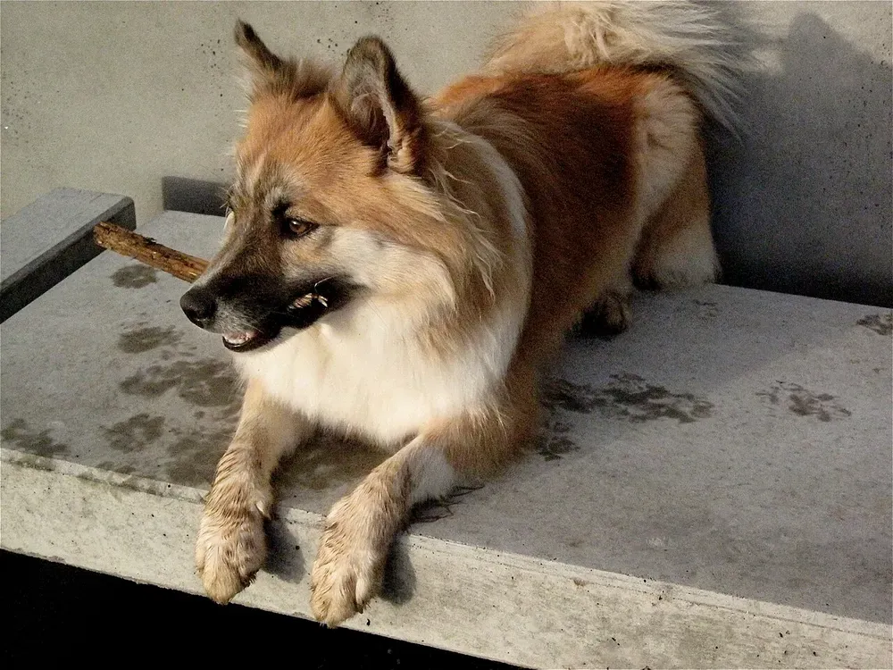 Perro pastor islandés: foto 4