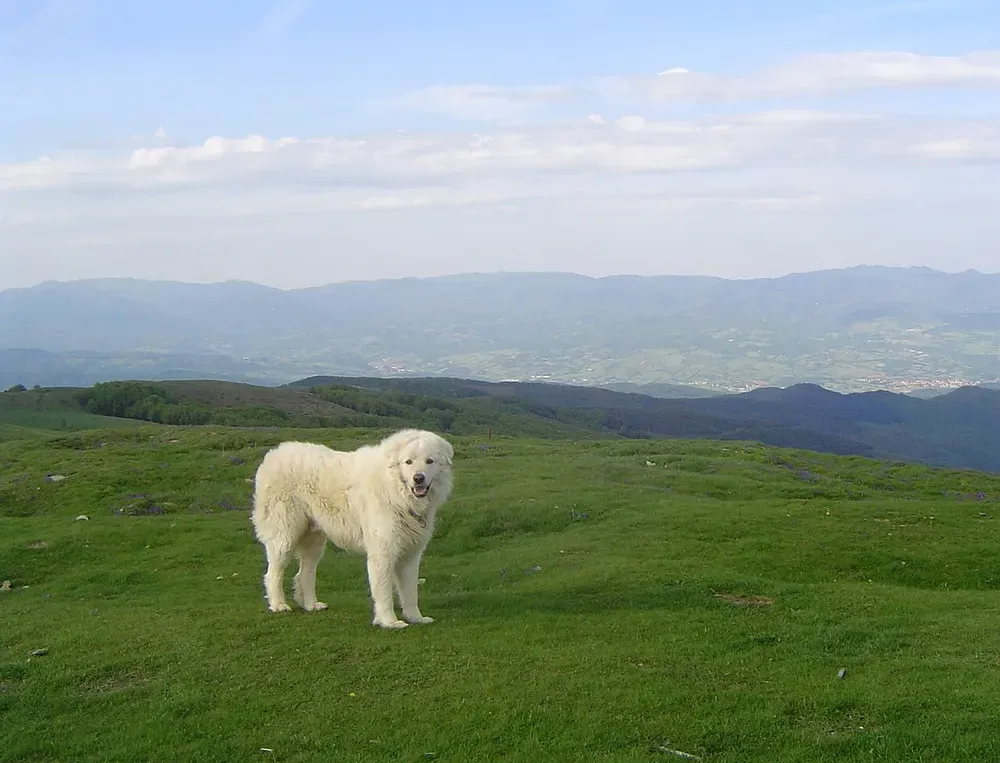 Pastor de Maremma-Abruzzo: foto 4