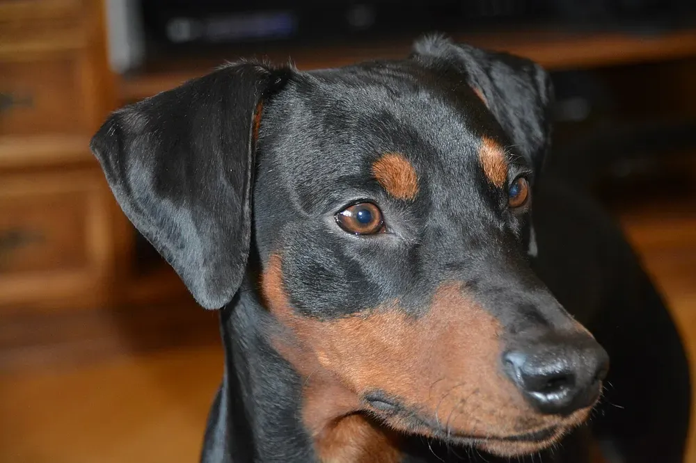 Pinscher alemán: foto 4