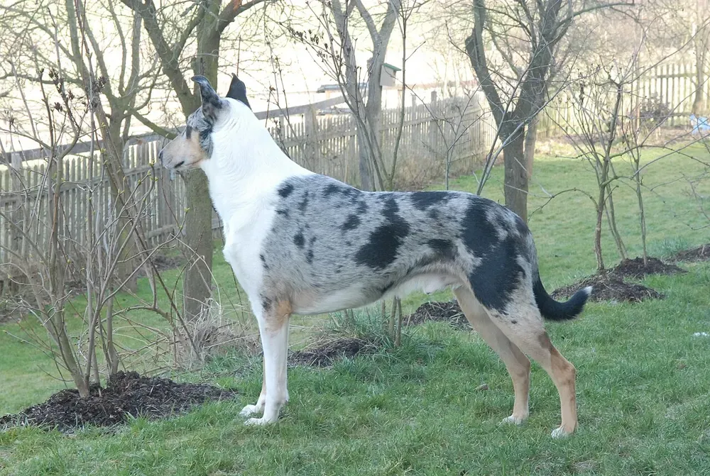 Collie de pelo corto: foto 4