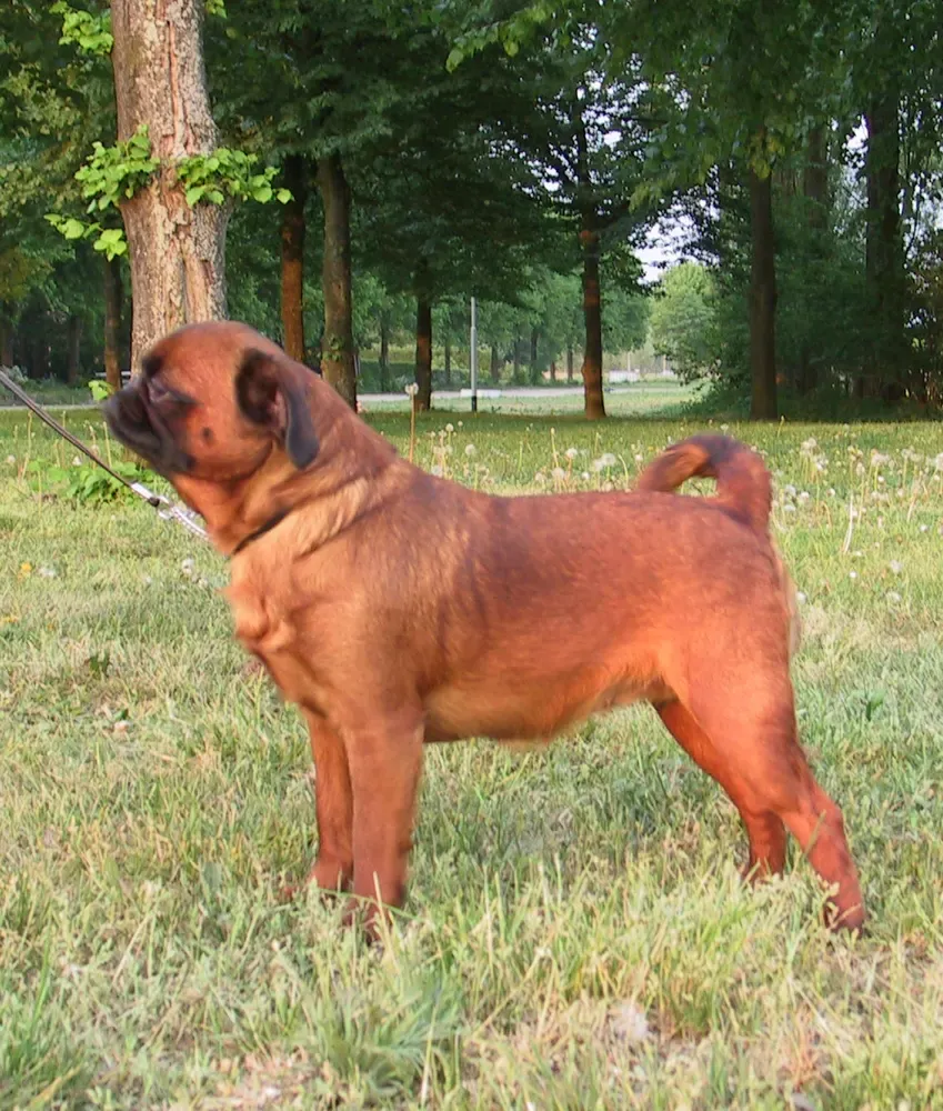 Pequeño brabanzón: foto 4