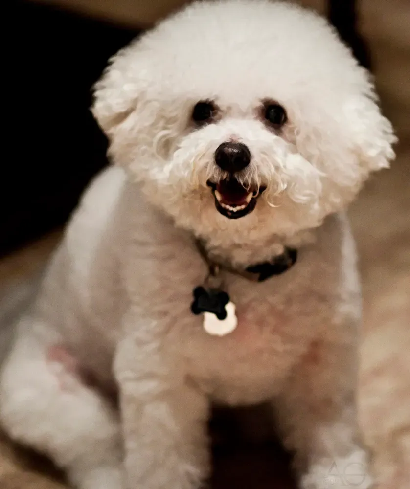 Bichón frisé: foto 4