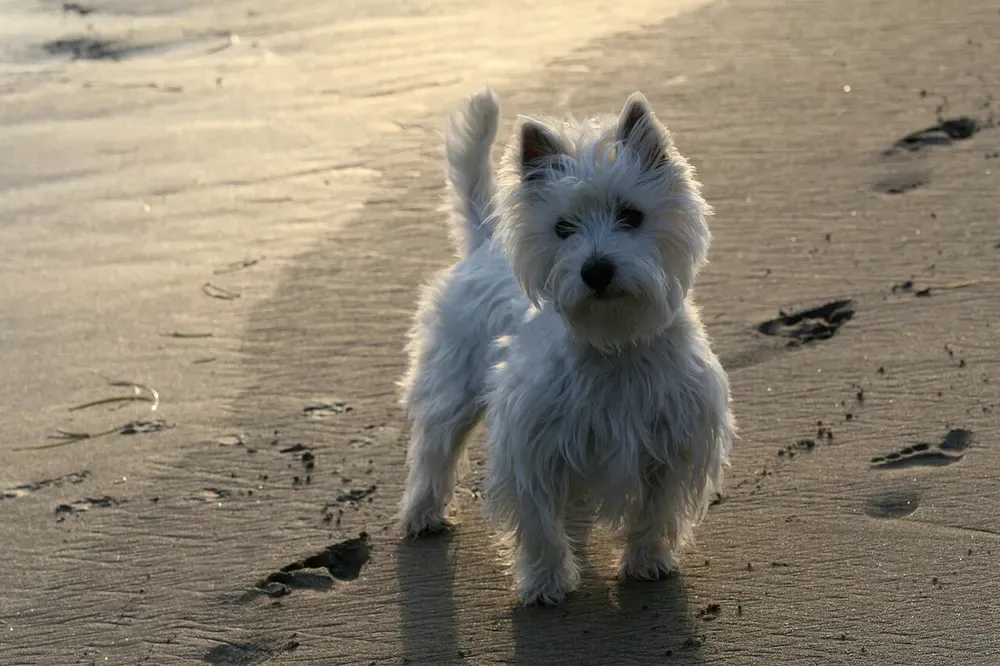 West Highland white terrier (Westie): foto 4
