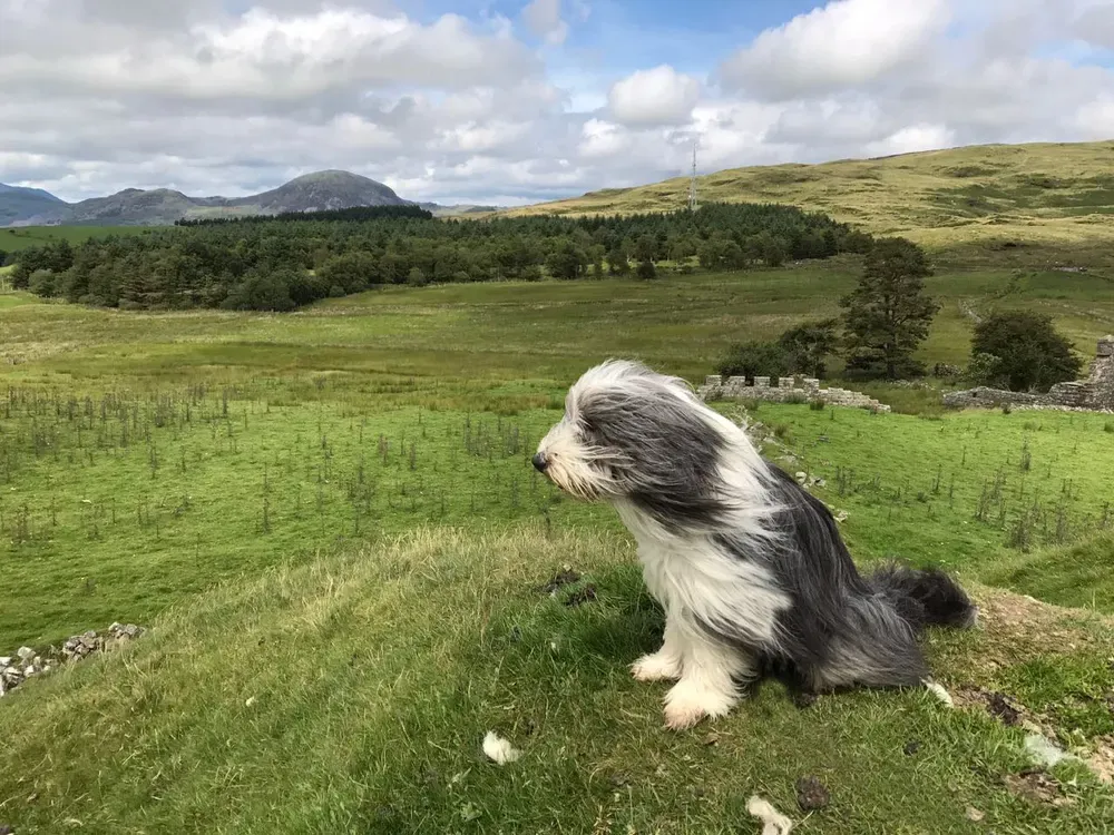 Bearded collie: foto 4