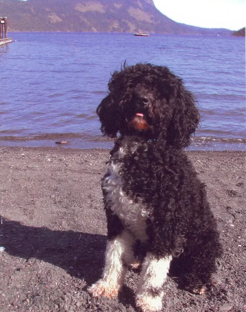 Perro de agua portugués: foto 4
