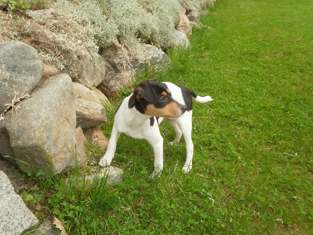 Perro de granja danés-sueco: foto 4