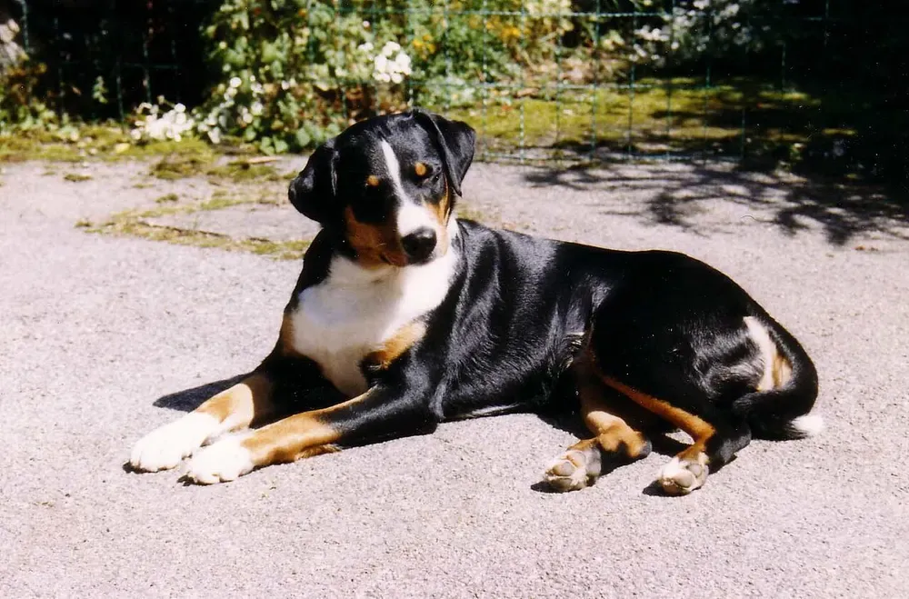 Boyero de Appenzell: foto 4