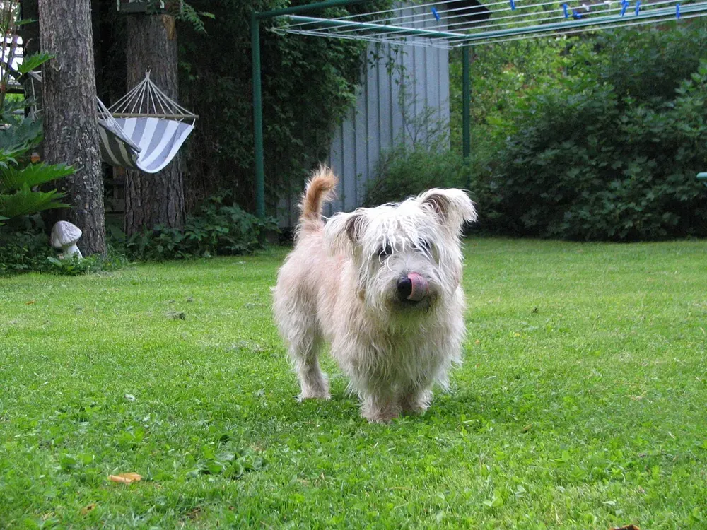 Terrier irlandés Glen of Imaal: foto 4