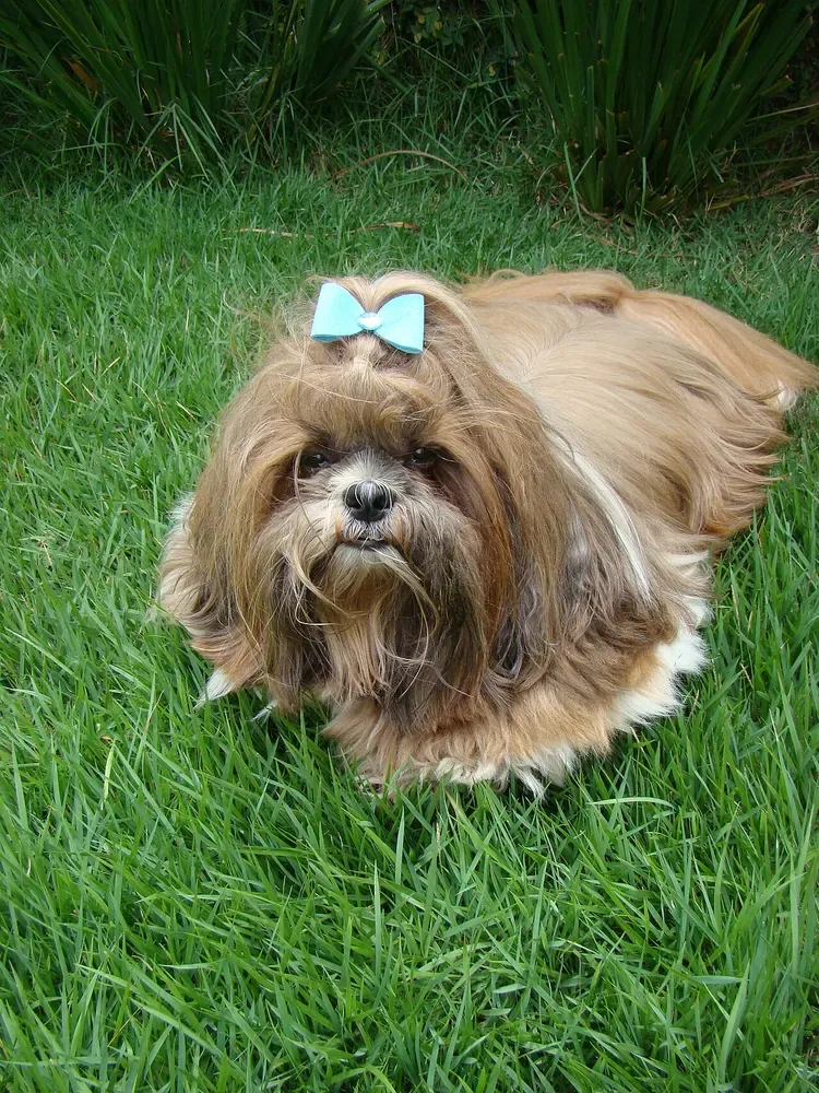 Shih tzu: foto 4