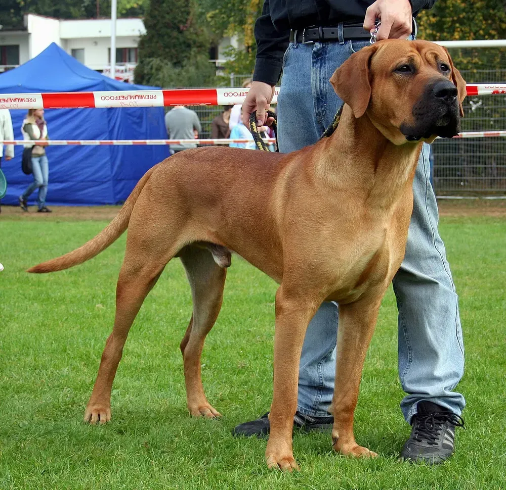 Tosa inu: foto 4