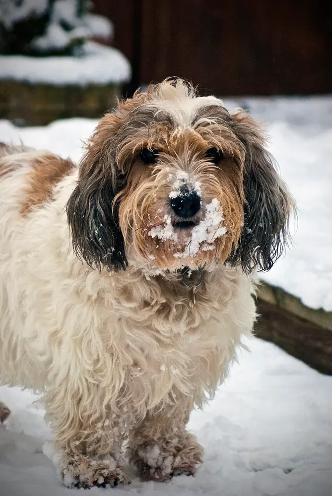 Pequeño basset grifón vendeano: foto 4