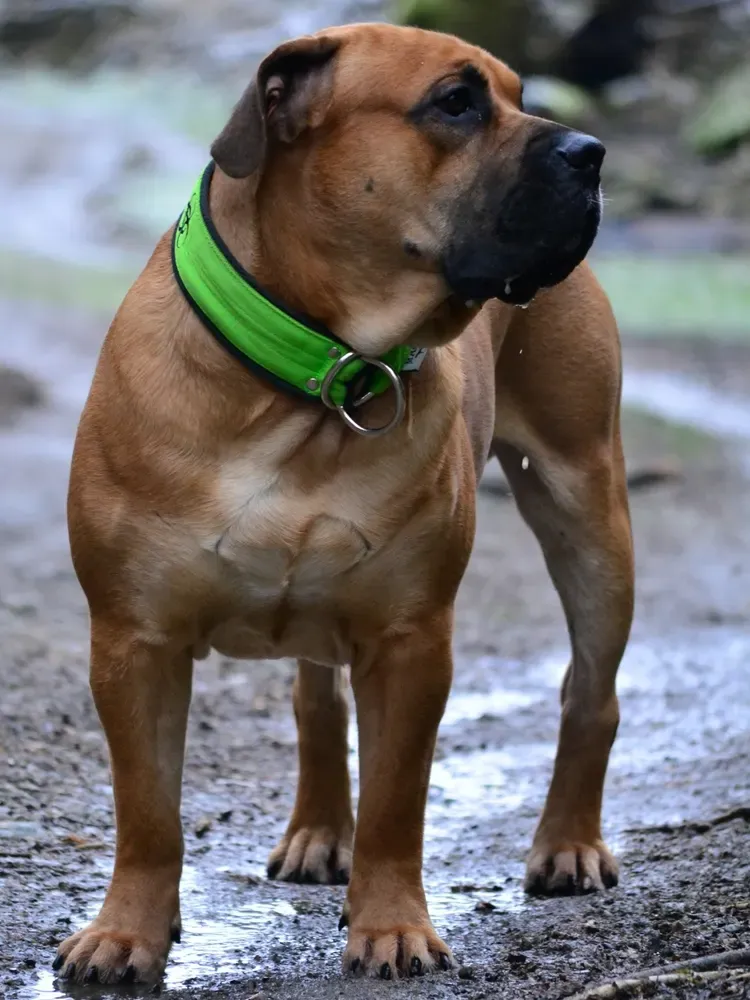 Ca de bou (dogo mallorquín): foto 4