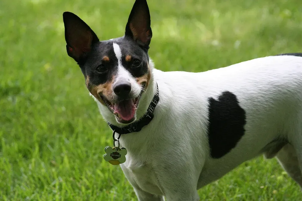 Rat Terrier Americano: foto 4