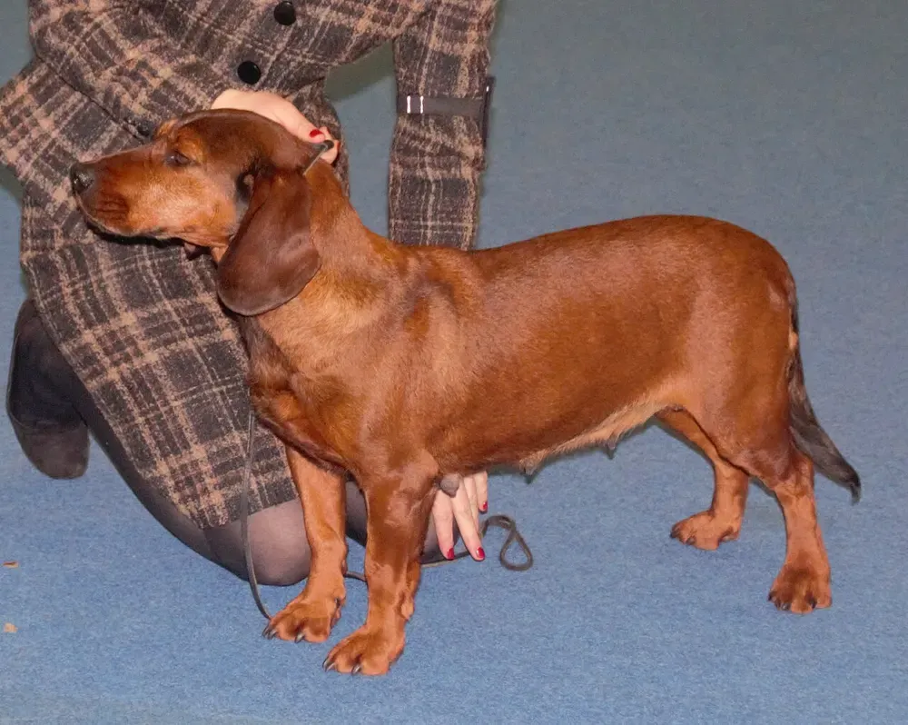 Basset de los Alpes: foto 4