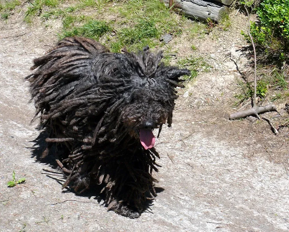 Puli: foto 4